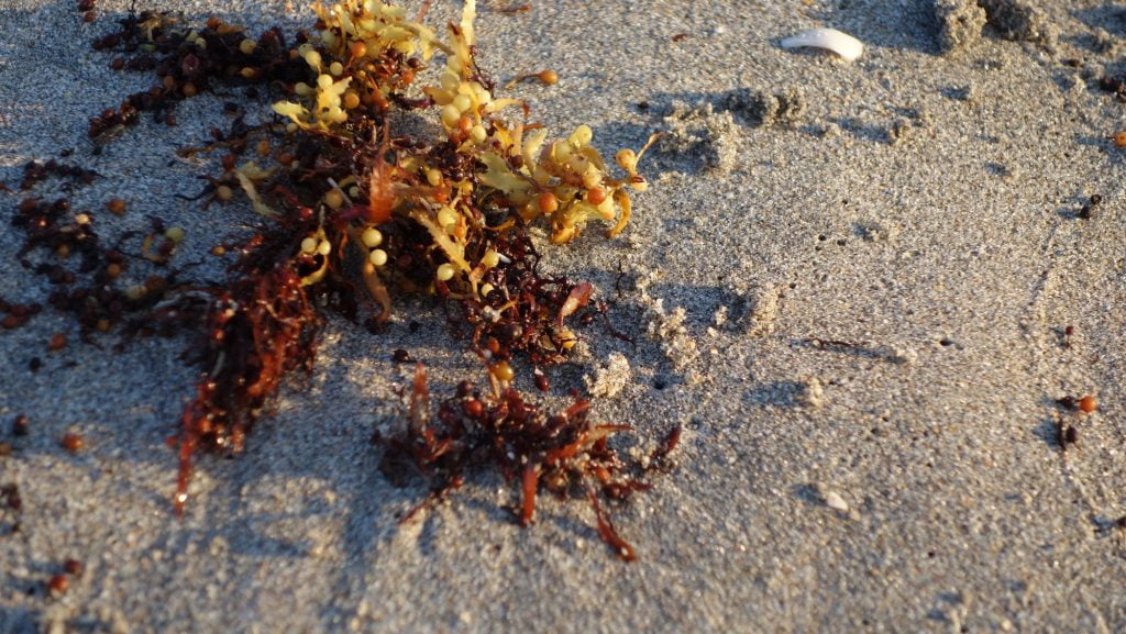 Sea moss